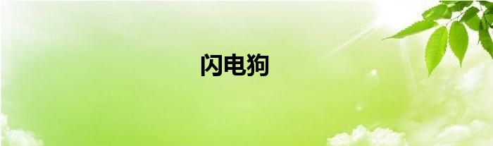 闪电狗